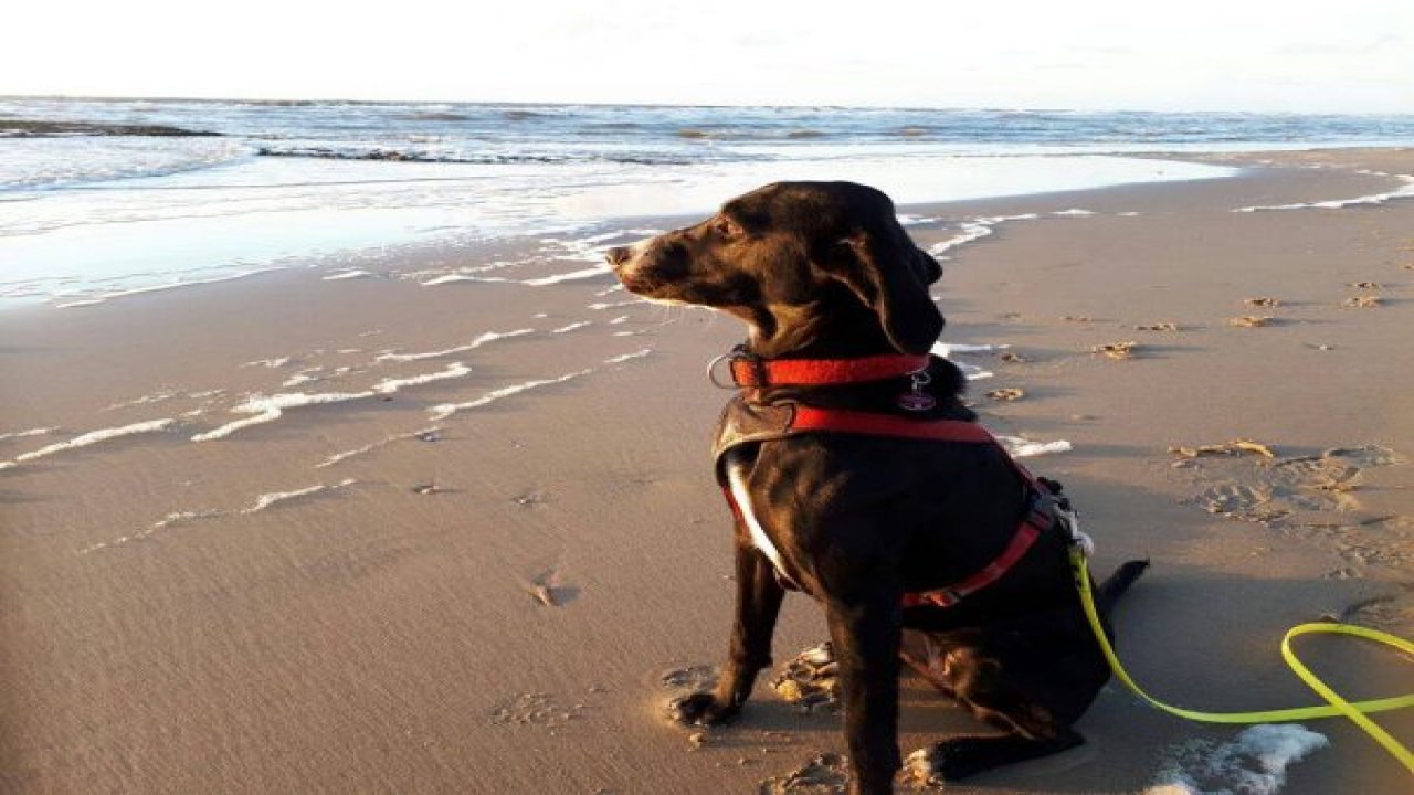 Kadife'nin Almanya'ya Uzanan Yolculuğu