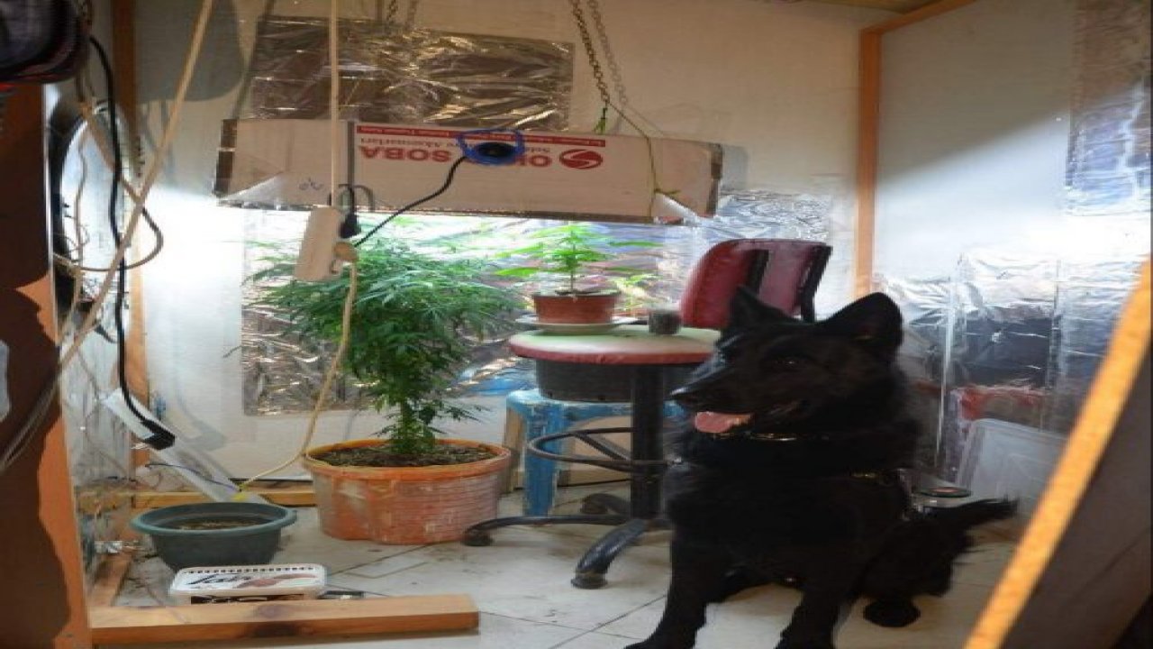 Uyuşturucu serasına operasyon: 9 gözaltı