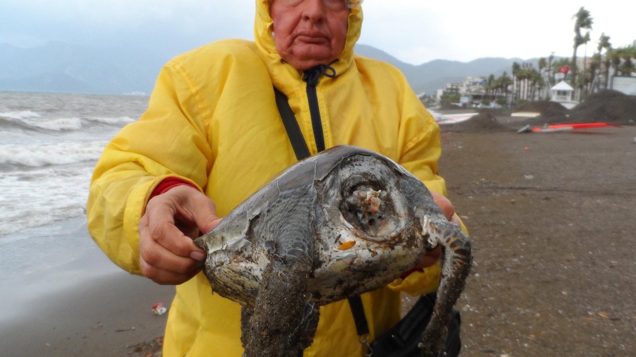 Marmaris'te sahile ölü caretta vurdu
