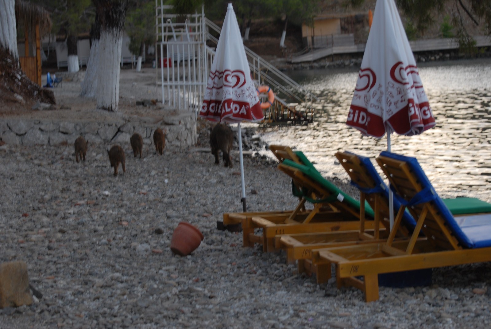 Fethiye'de domuz yavruları plaja indi
