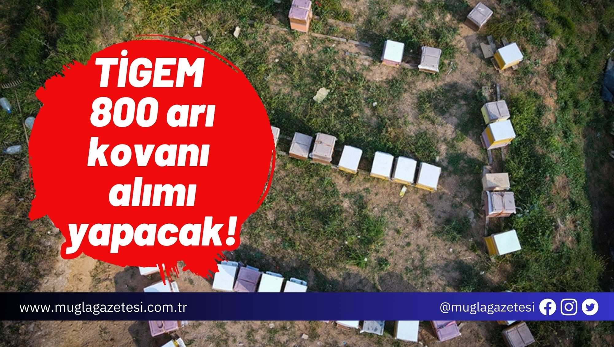 TİGEM 800 arı kovanı alımı yapacak!