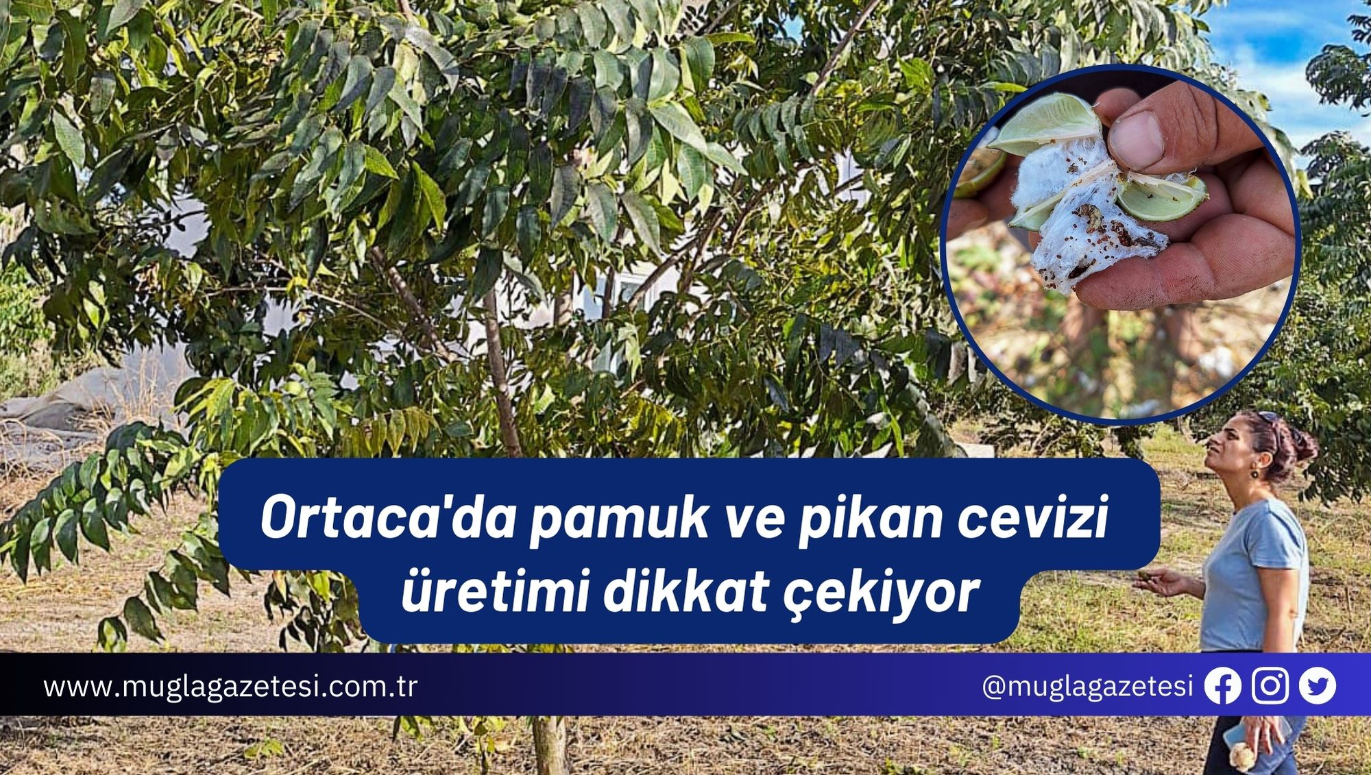 Ortaca'da pamuk ve pikan cevizi üretimi dikkat çekiyor