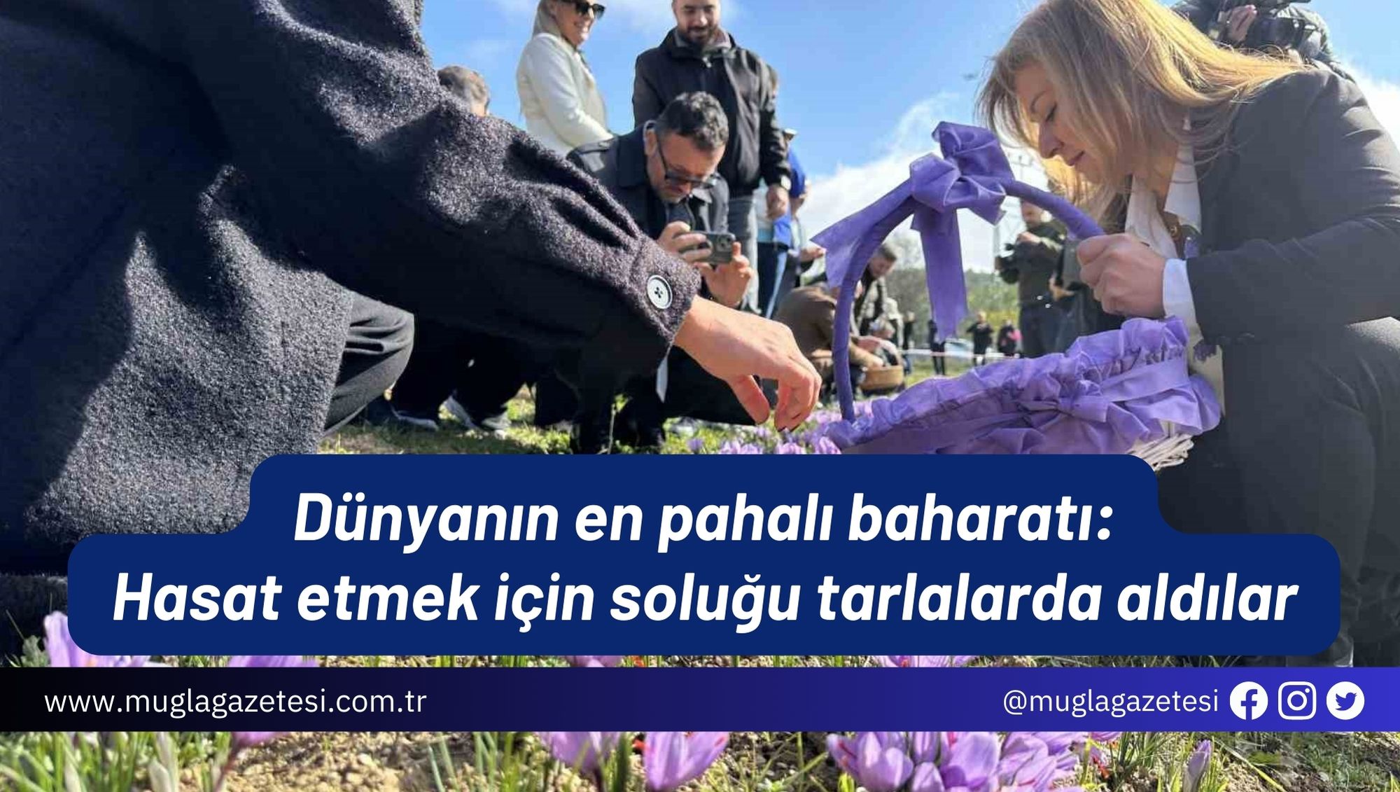 Dünyanın en pahalı baharatı: Hasat etmek için soluğu tarlalarda aldılar