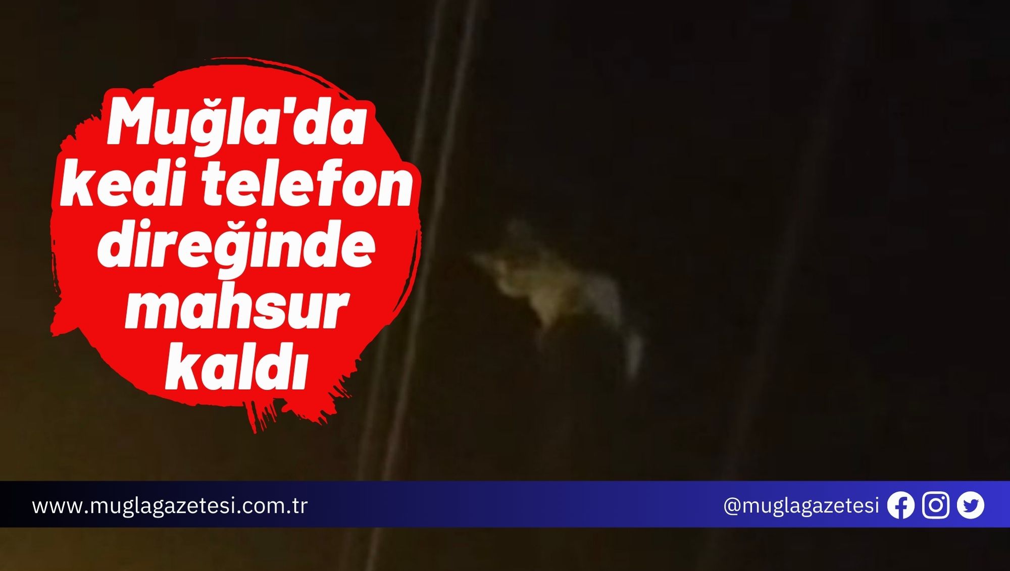 Muğla'da kedi telefon direğinde mahsur kaldı