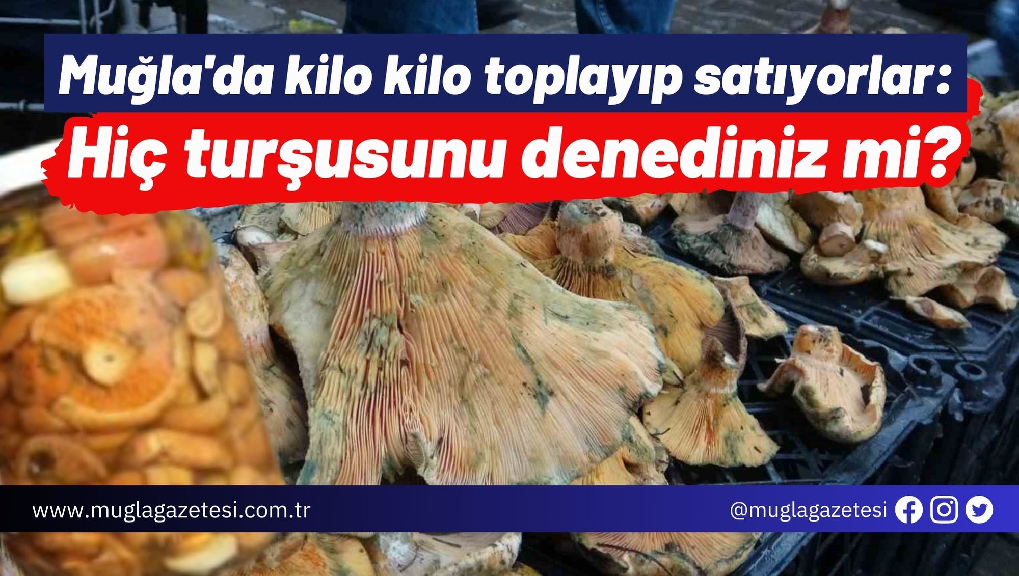 Muğla'da kilo kilo toplayıp satıyorlar: Hiç turşusunu denediniz mi?