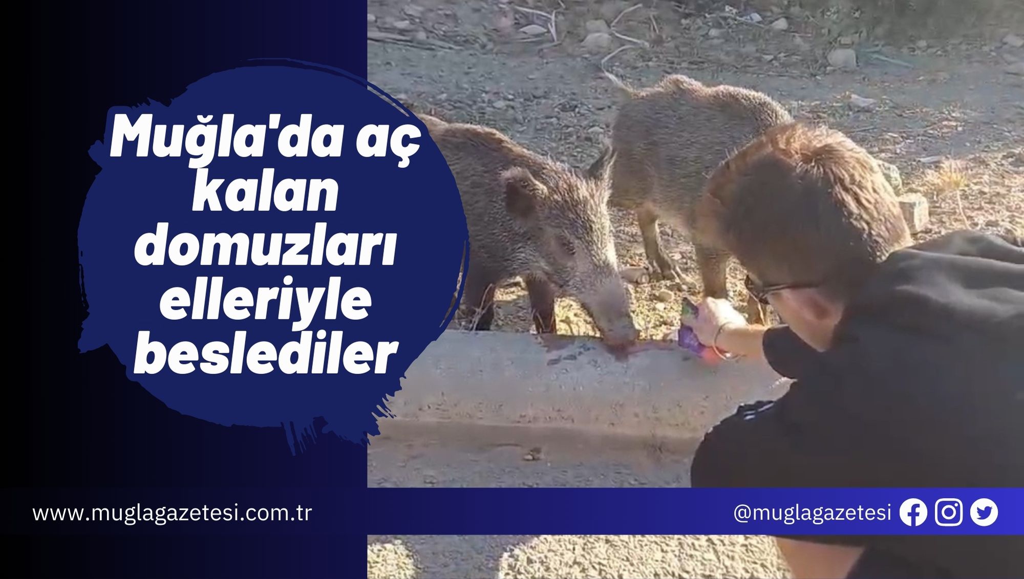 Muğla'da aç kalan domuzları elleriyle beslediler
