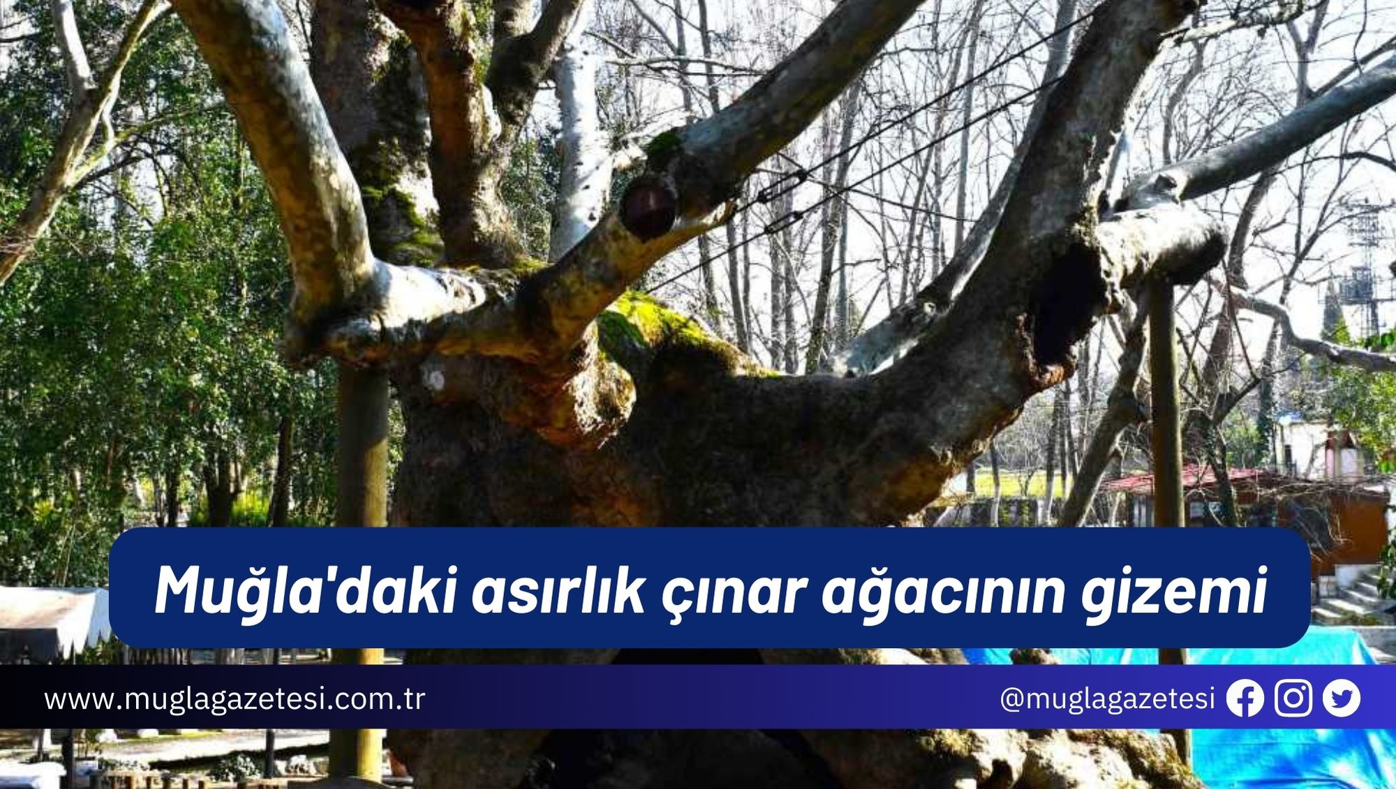Muğla'daki asırlık çınar ağacının gizemi