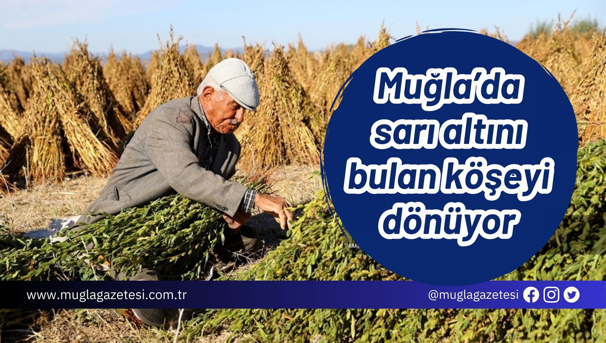Muğla’da sarı altını bulan köşeyi dönüyor