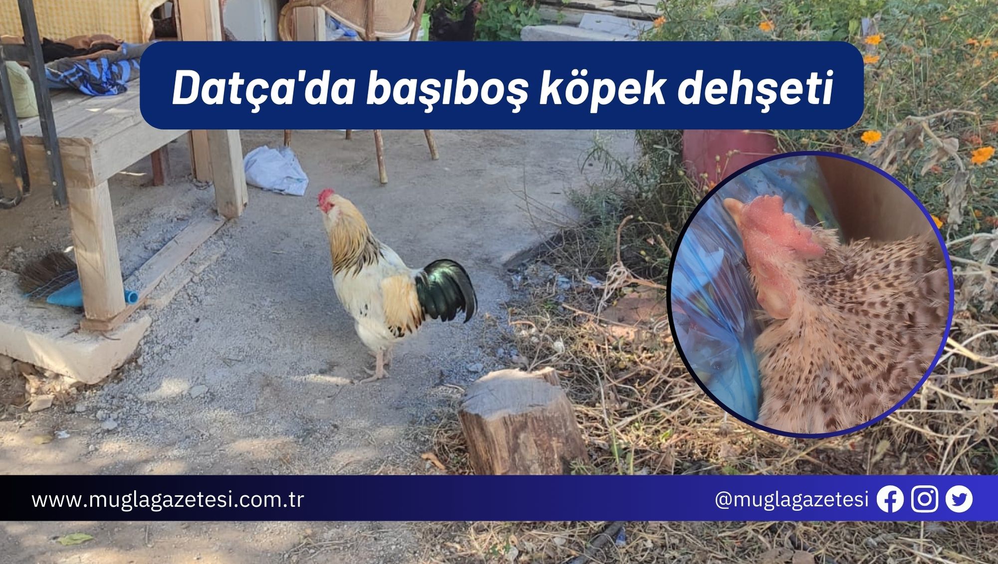 Datça'da başıboş köpek dehşeti