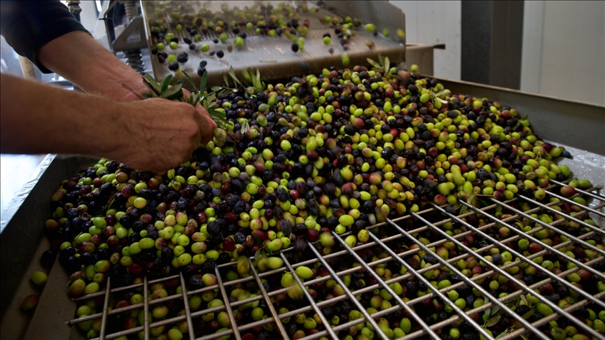 Girişimci kadın köyüne zeytinyağı tesisi kurdu