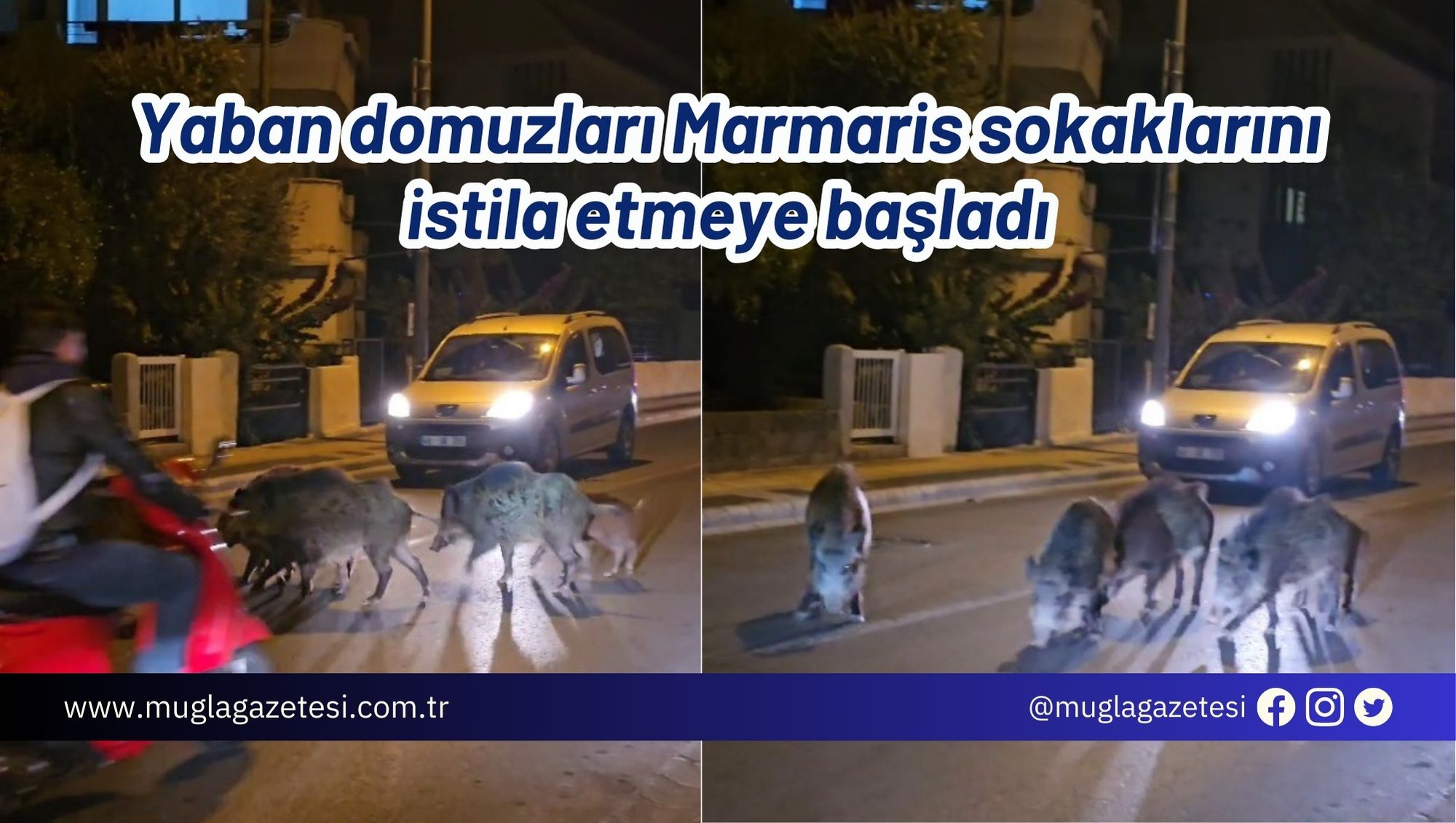 Yaban domuzları Marmaris sokaklarını istila etmeye başladı