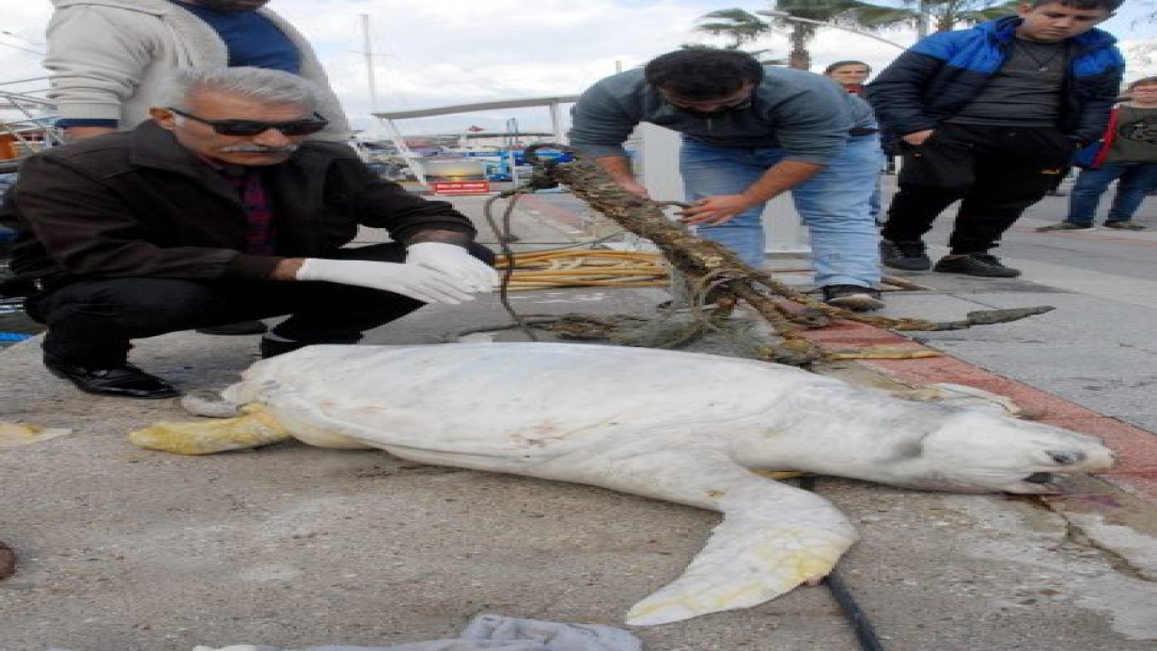 Caretta caretta kıyıya vurdu