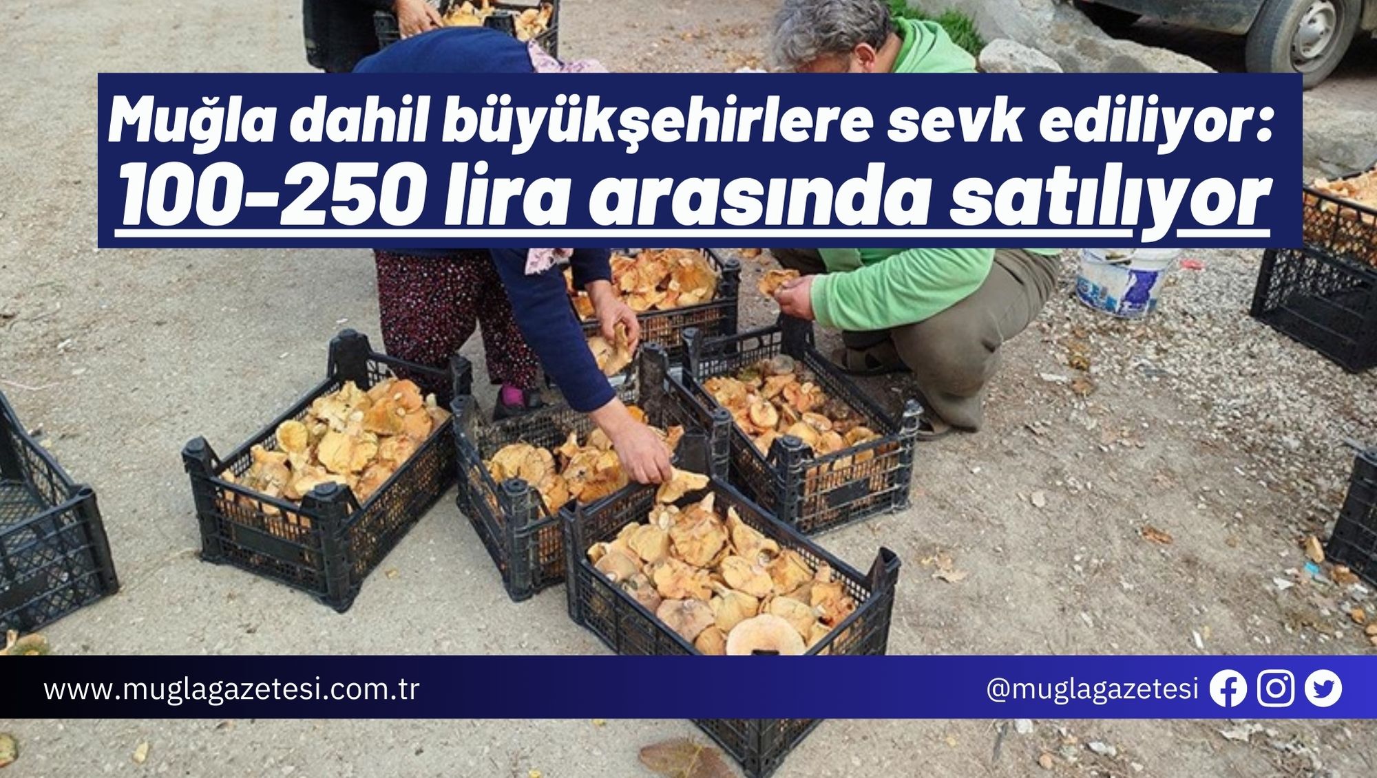 Muğla dahil büyükşehirlere sevk ediliyor: 100-250 lira arasında satılıyor