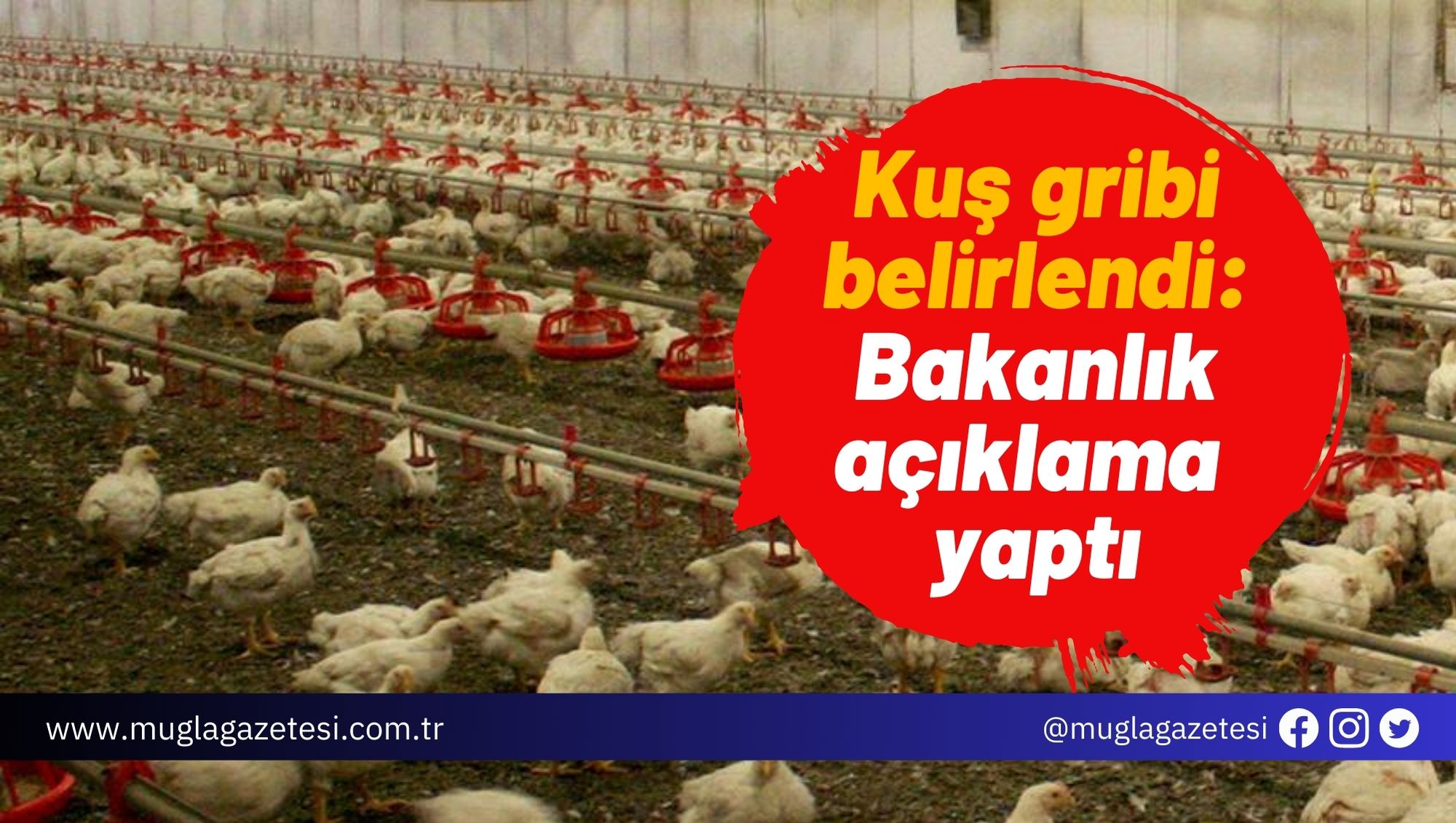 Kuş gribi belirlendi: Bakanlık açıklama yaptı