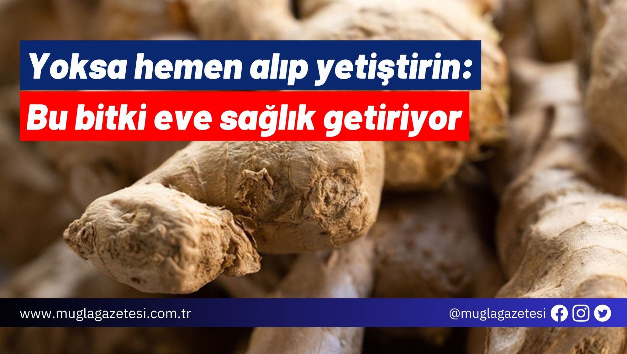 Yoksa hemen alıp yetiştirin: Bu bitki eve sağlık getiriyor