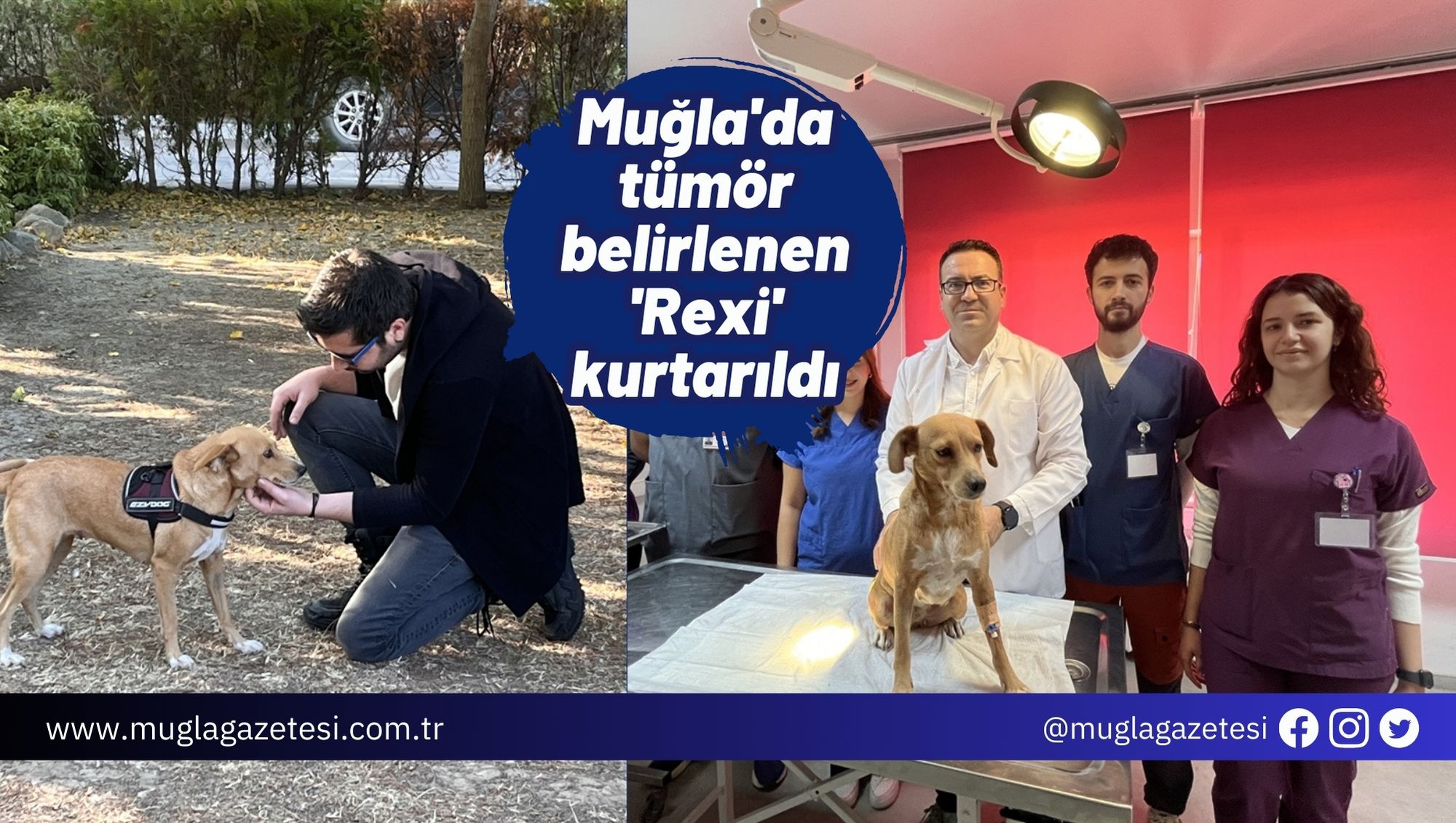 Muğla'da tümör belirlenen 'Rexi' kurtarıldı