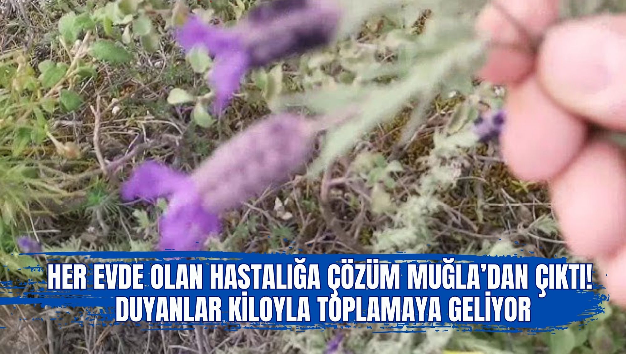 HER EVDE OLAN HASTALIĞA ÇÖZÜM MUĞLA’DAN ÇIKTI! DUYANLAR KİLOYLA TOPLAMAYA GELİYOR