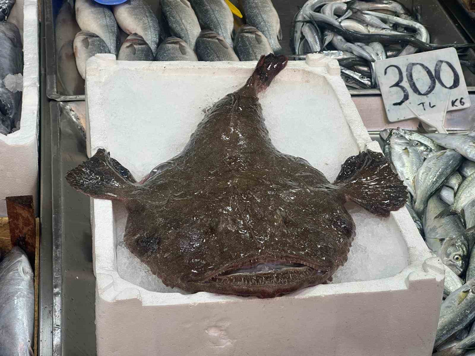 Bu balığı görenler hayrete düştü: 250 liradan satışa sunuldu