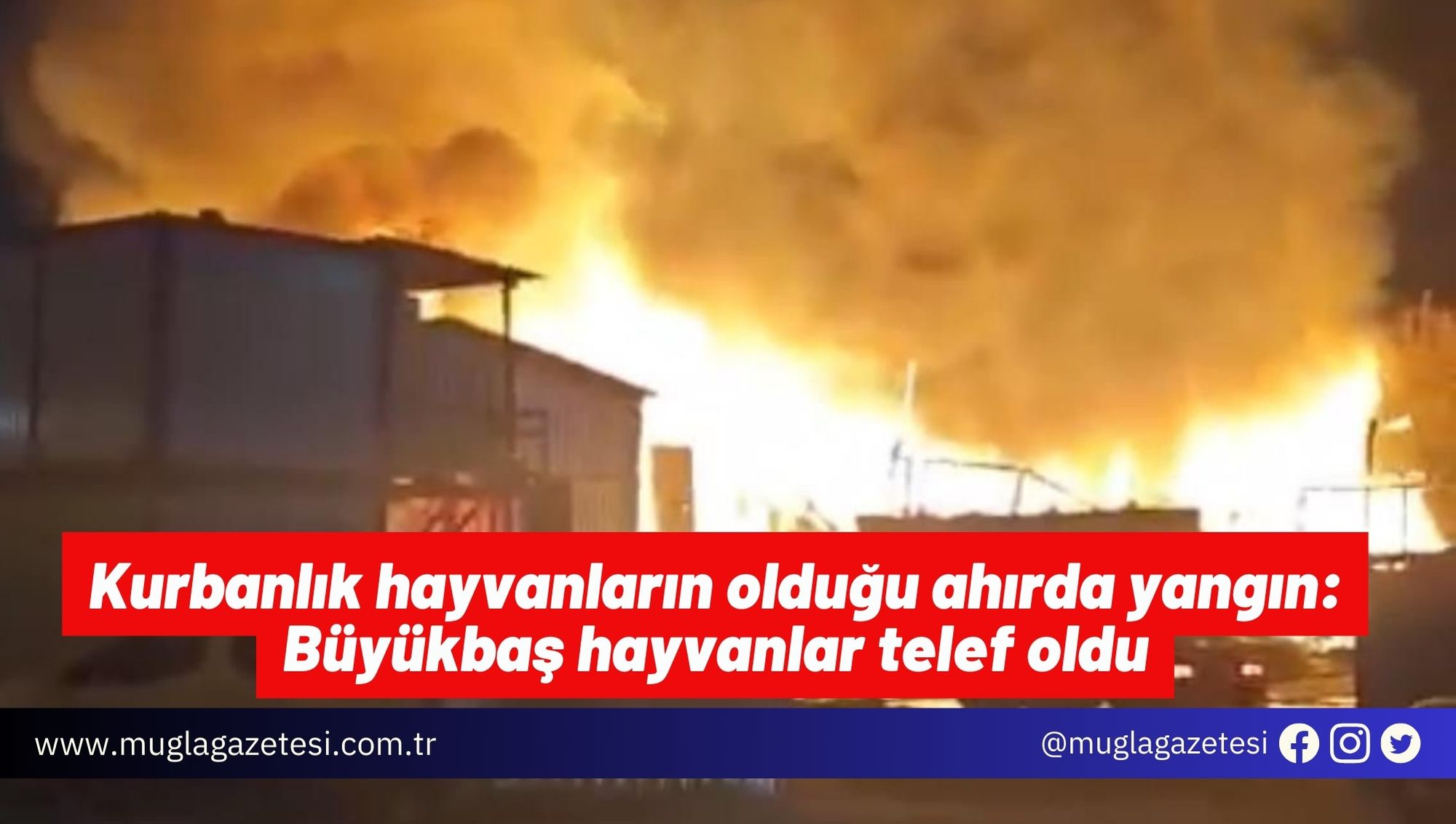 Kurbanlık hayvanların olduğu ahırda yangın: Büyükbaş hayvanlar telef oldu