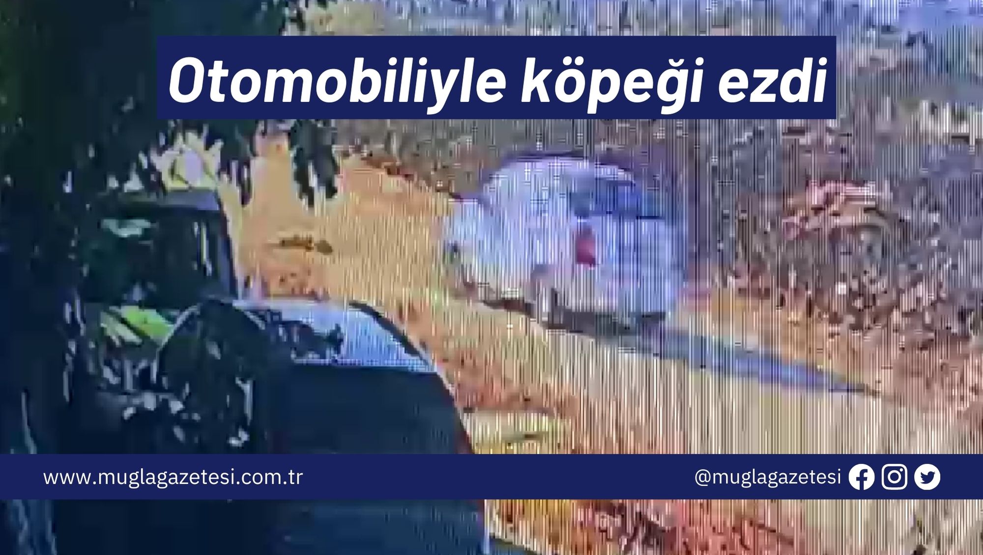 Otomobiliyle köpeği ezdi