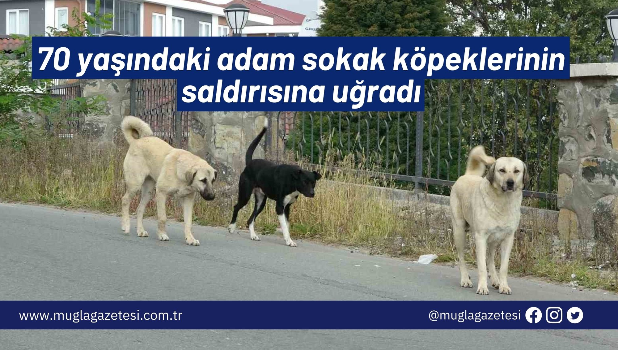 70 yaşındaki adam sokak köpeklerinin saldırısına uğradı