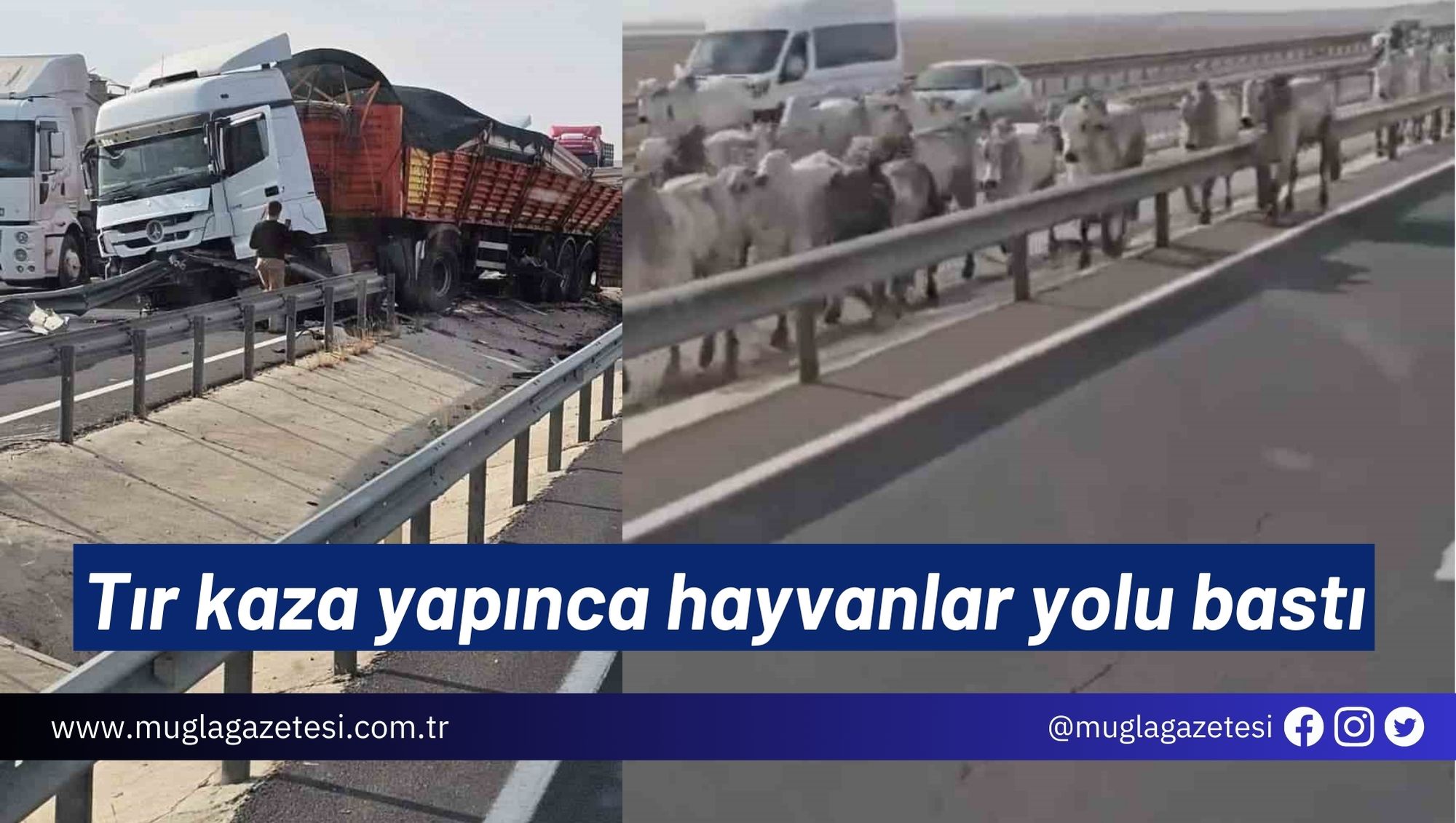 Tır kaza yapınca hayvanlar yolu bastı