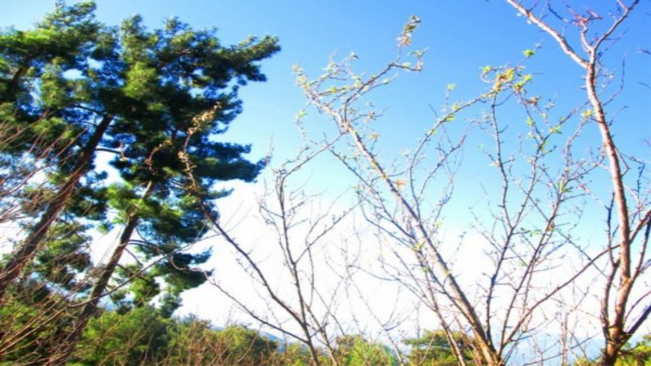 Ağaçlar çiçek açtı