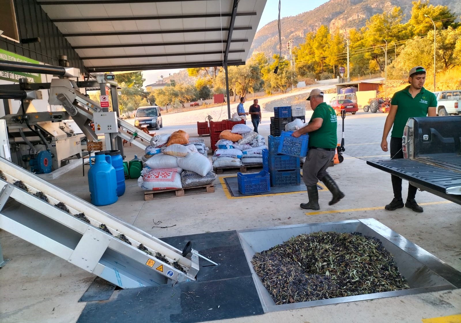 Muğla'da zeytinyağı mesaisi!