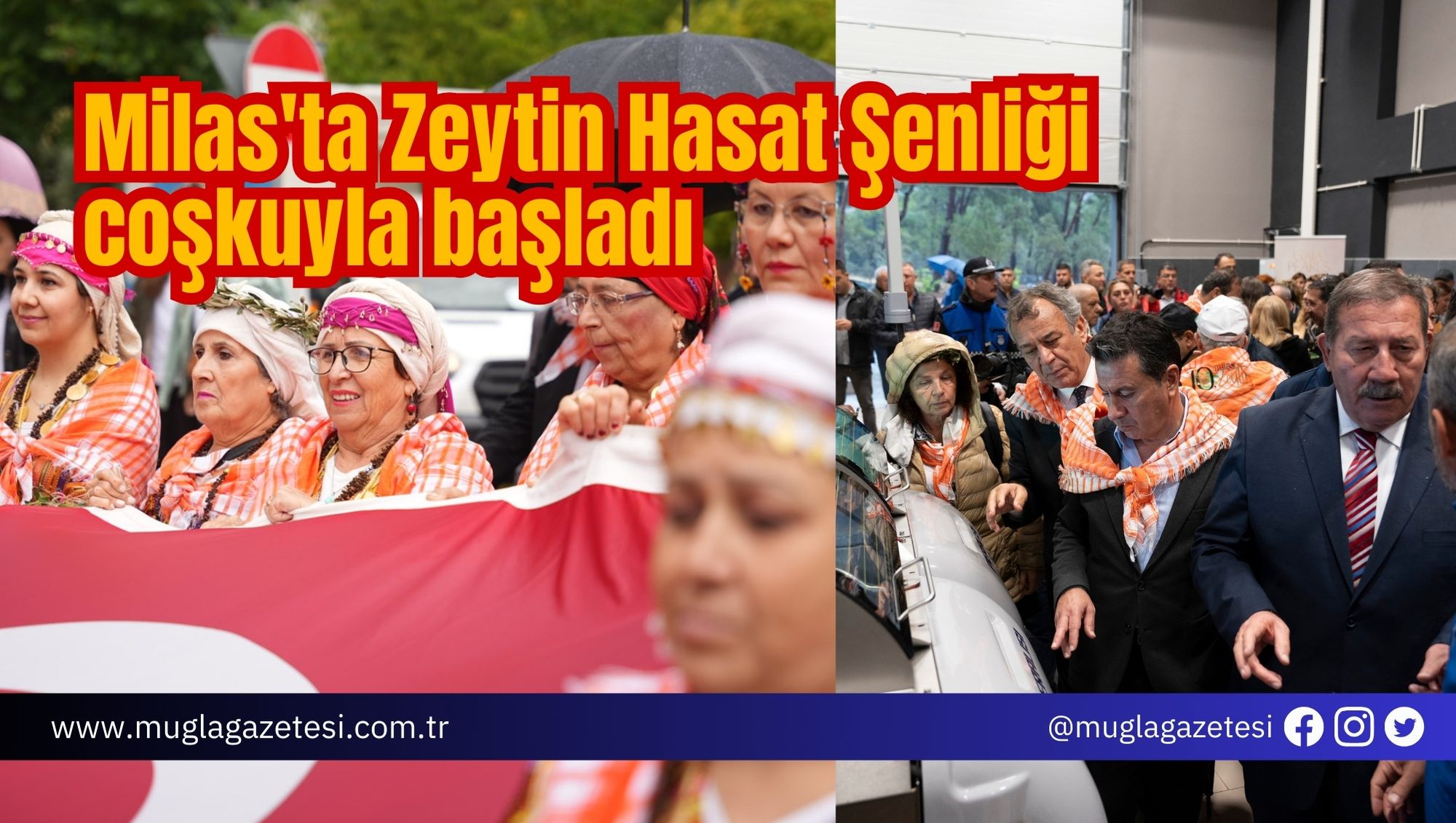 Milas'ta Zeytin Hasat Şenliği coşkuyla başladı