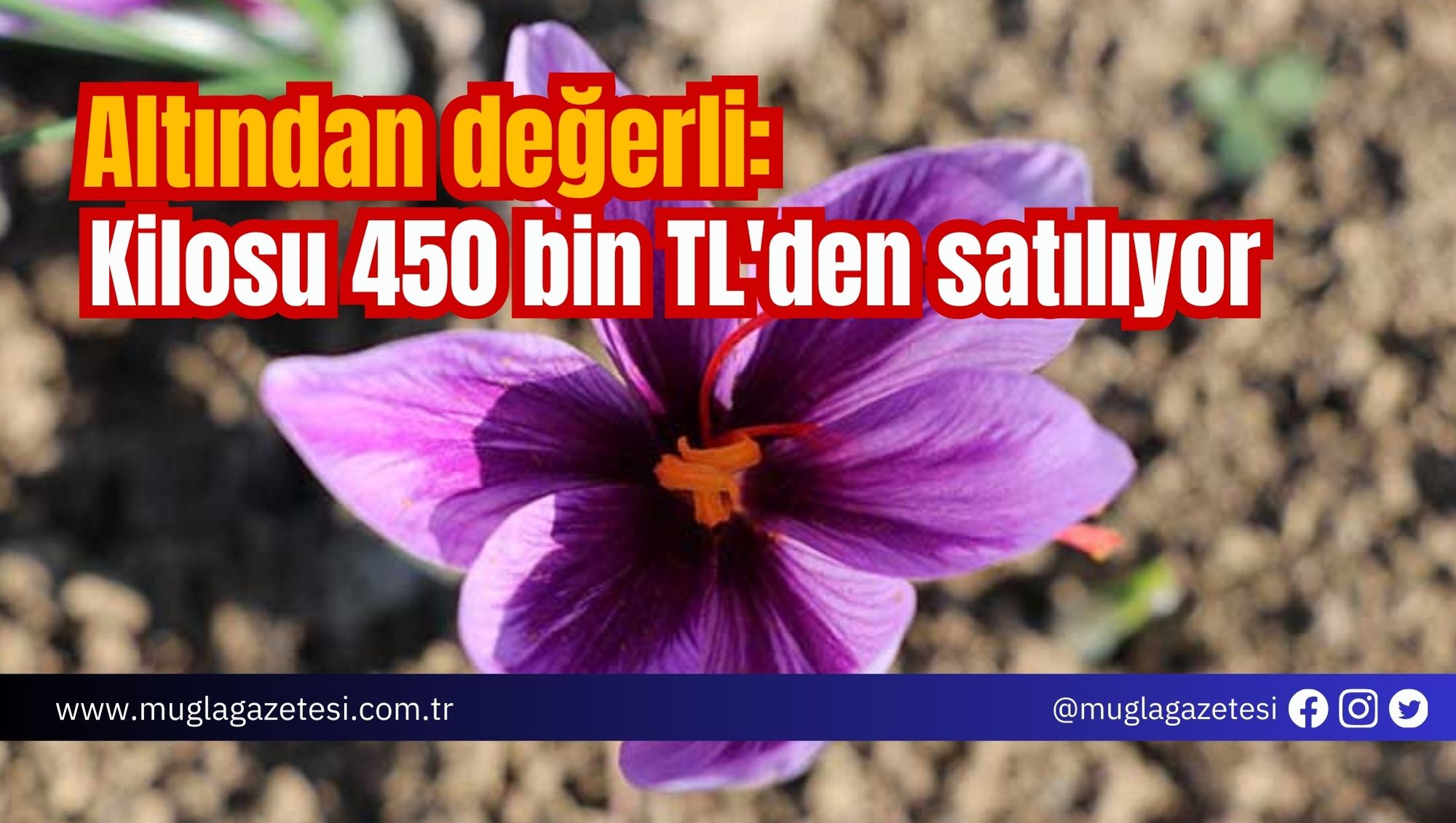 Altından değerli: Kilosu 450 bin TL'den satılıyor