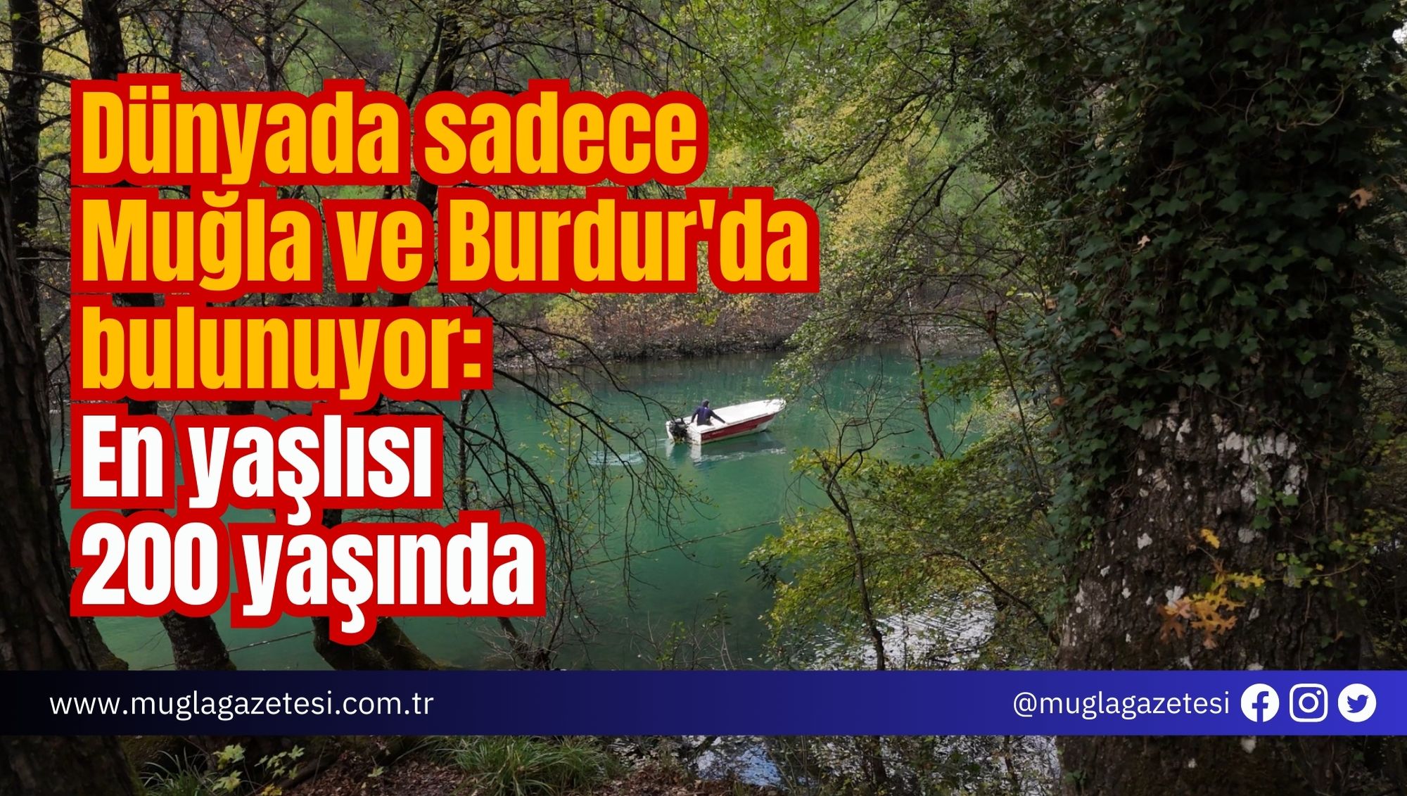 Dünyada sadece Muğla ve Burdur'da bulunuyor: En yaşlısı 200 yaşında
