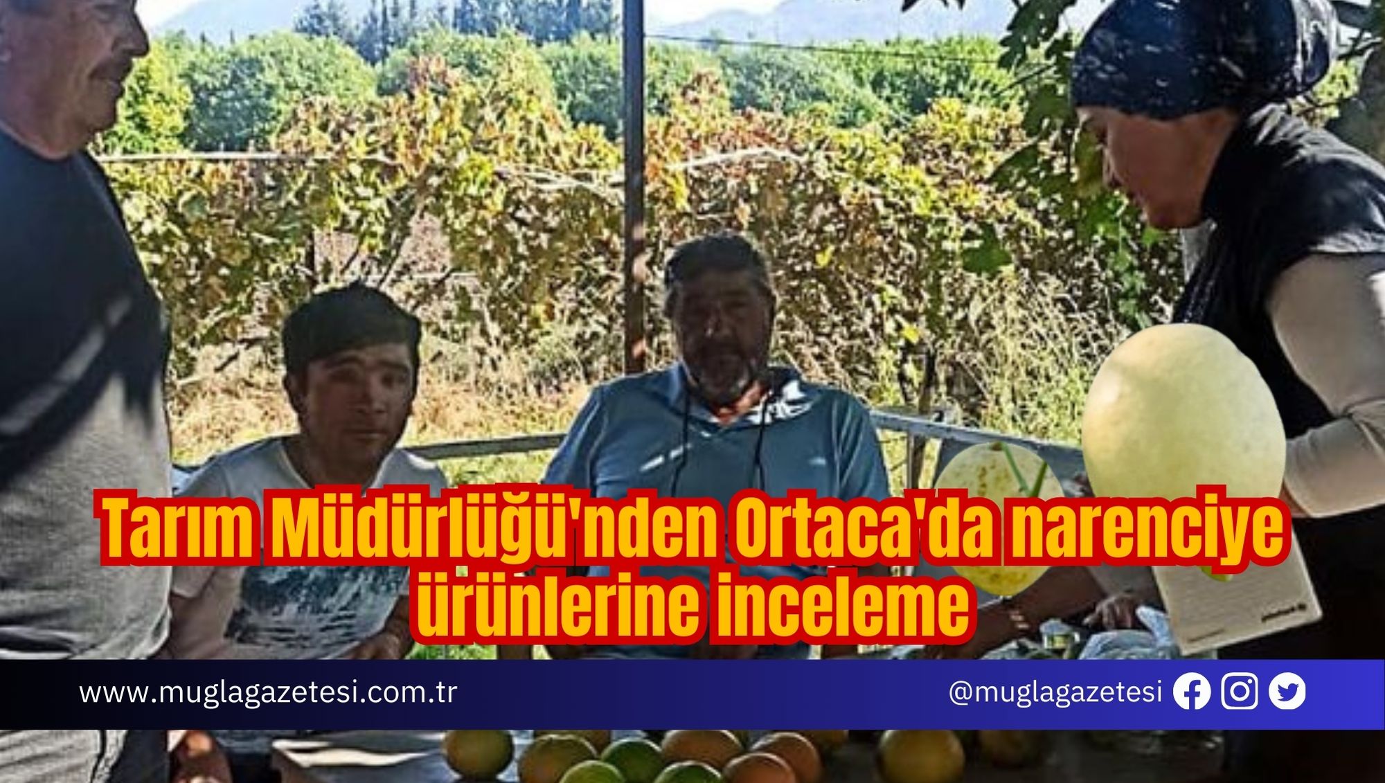 Tarım Müdürlüğü'nden Ortaca'da narenciye ürünlerine inceleme