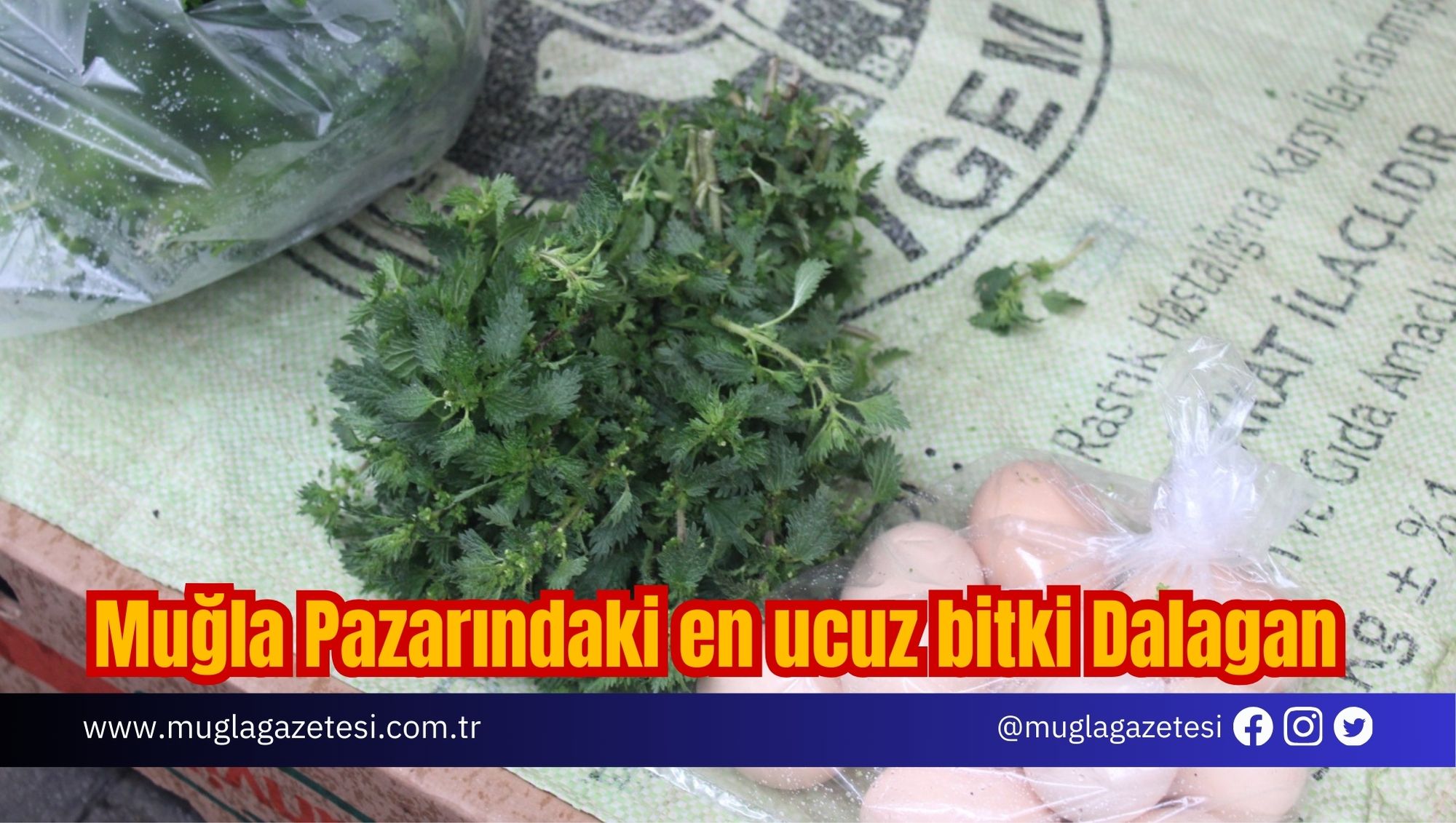 Muğla Pazarındaki en ucuz bitki Dalagan!