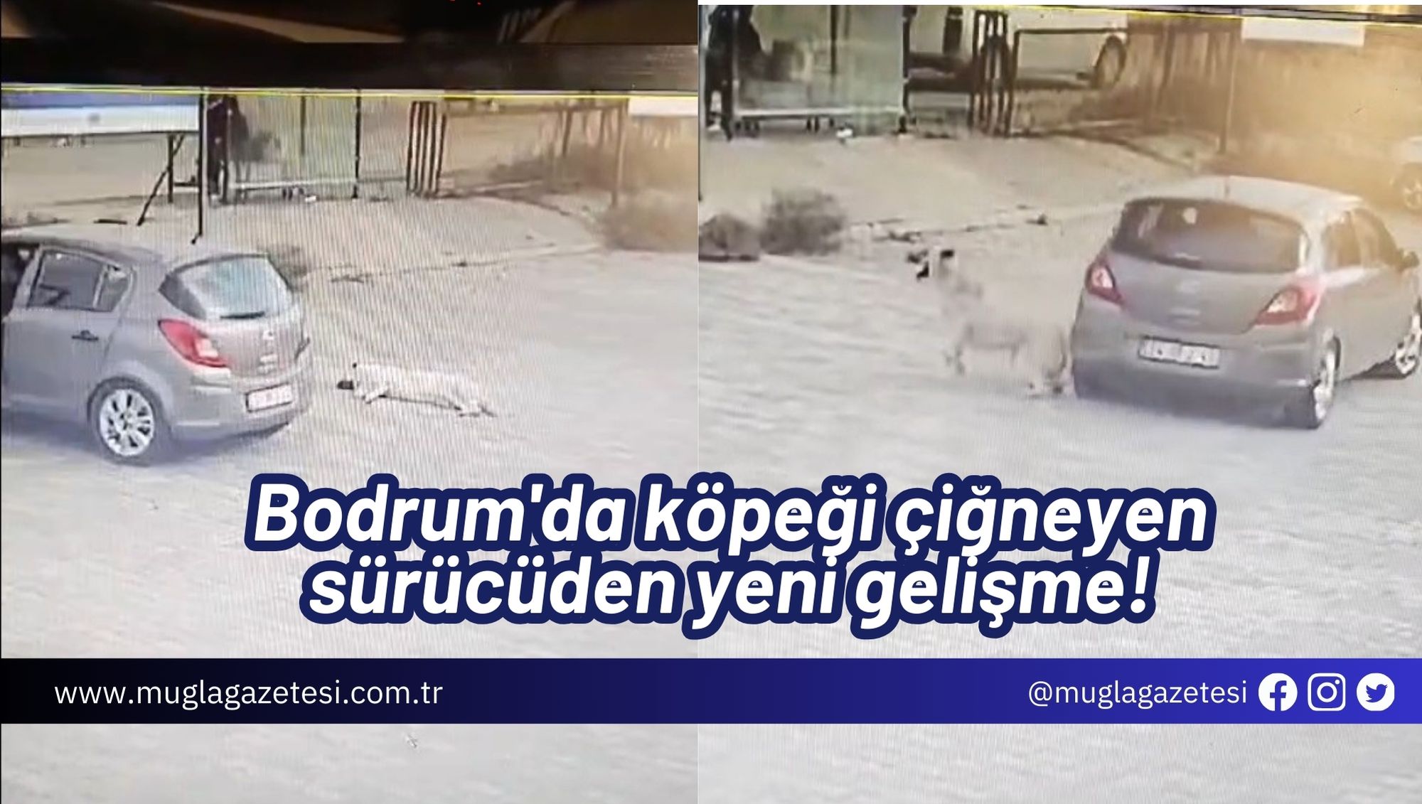 Bodrum'da köpeği çiğneyen sürücüden yeni gelişme!