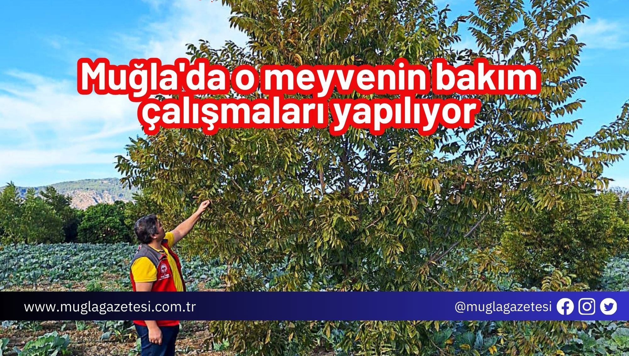 Muğla'da o meyvenin bakım çalışmaları yapılıyor