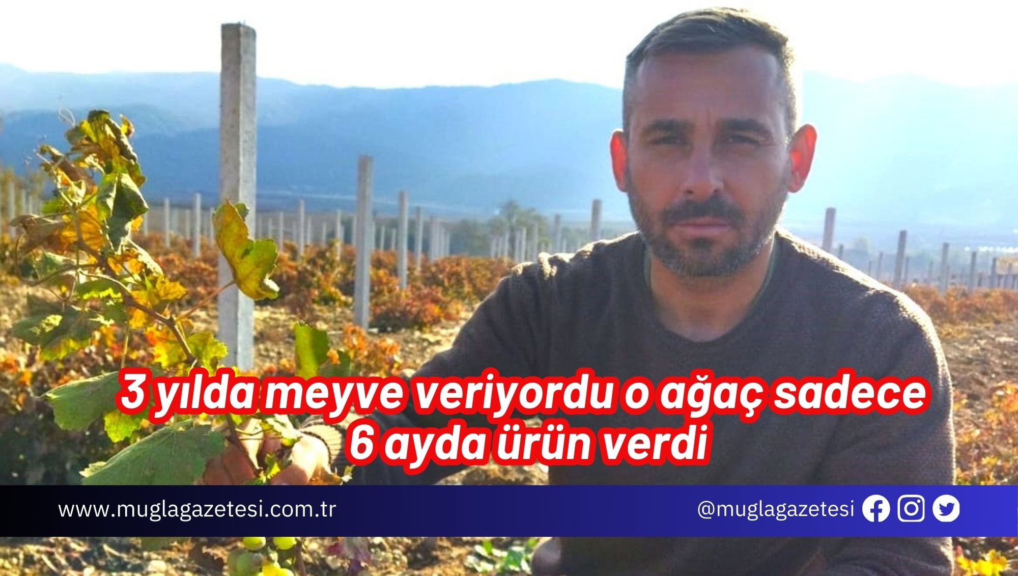 Üç yılda meyve veriyordu o ağaç sadece altı ayda ürün verdi