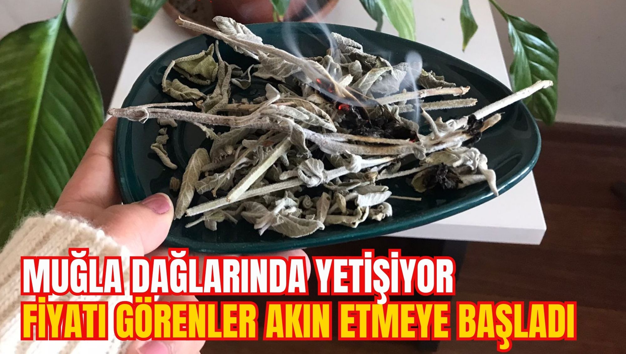 MUĞLA DAĞLARINDA YETİŞİYOR FİYATI GÖRENLER AKIN ETMEYE BAŞLADI