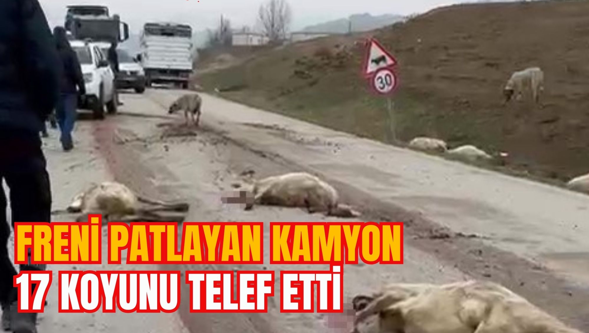 FRENİ PATLAYAN KAMYON 17 KOYUNU TELEF ETTİ