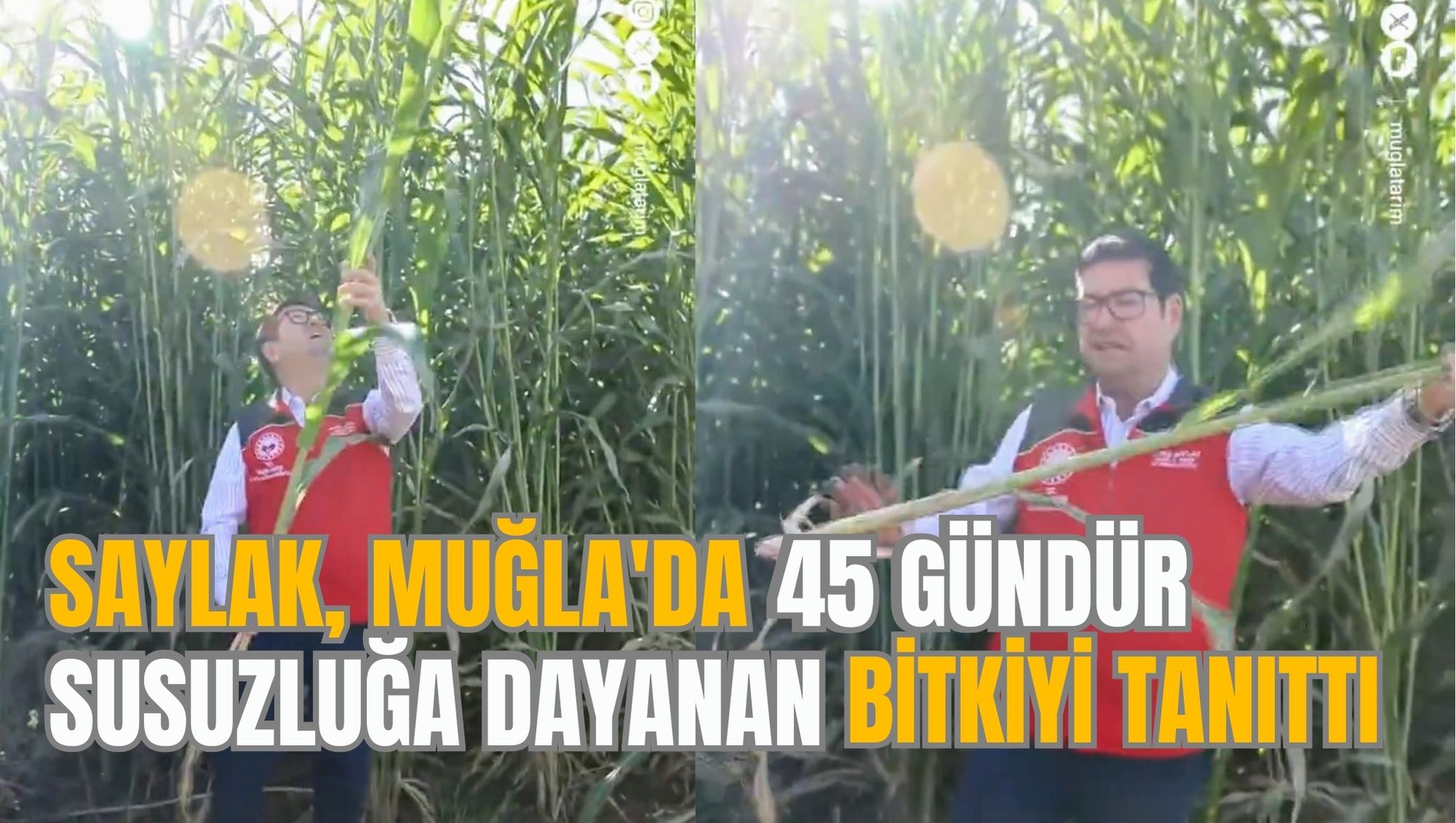 SAYLAK, MUĞLA'DA 45 GÜNDÜR SUSUZLUĞA DAYANAN BİTKİYİ TANITTI