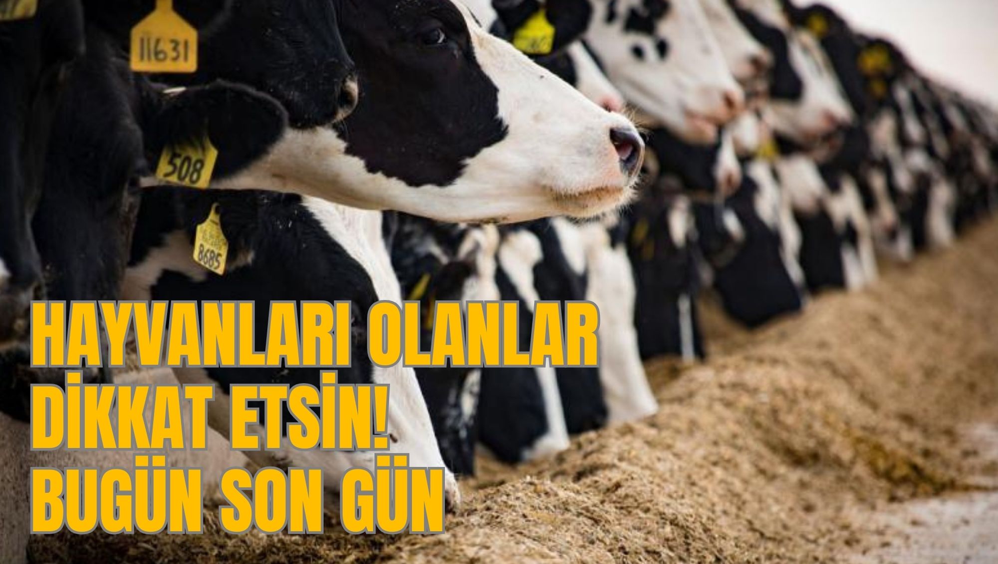 HAYVANLARI OLANLAR DİKKAT ETSİN! BUGÜN SON GÜN