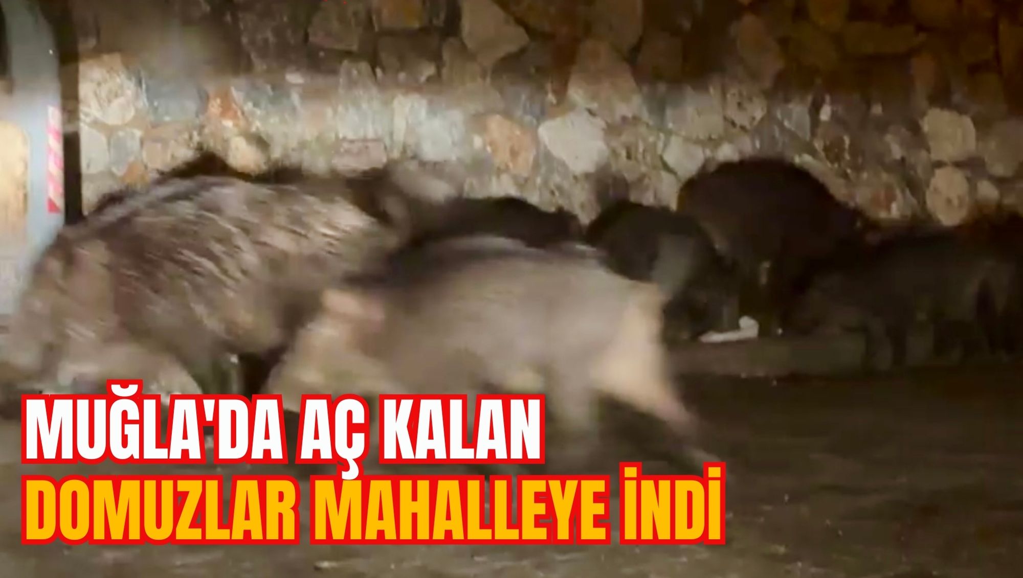 MUĞLA'DA AÇ KALAN DOMUZLAR MAHALLEYE İNDİ