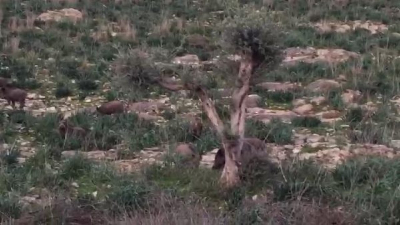 Çiftçilerin domuzlarla başı dertte
