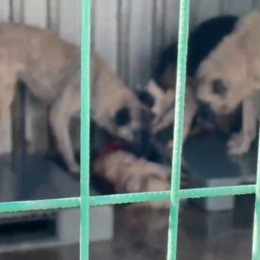 BARINAK FACİASI: KÖPEĞİ CANLI CANLI YEDİ