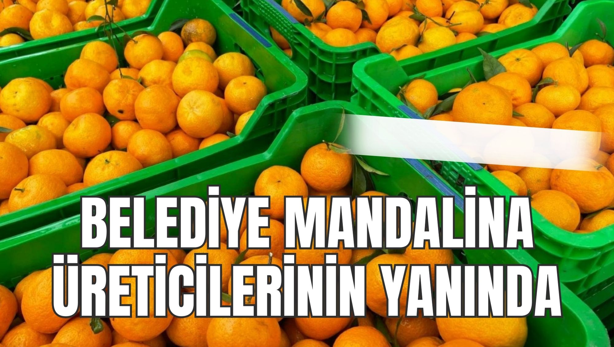 BELEDİYE MANDALİNA ÜRETİCİLERİNİN YANINDA