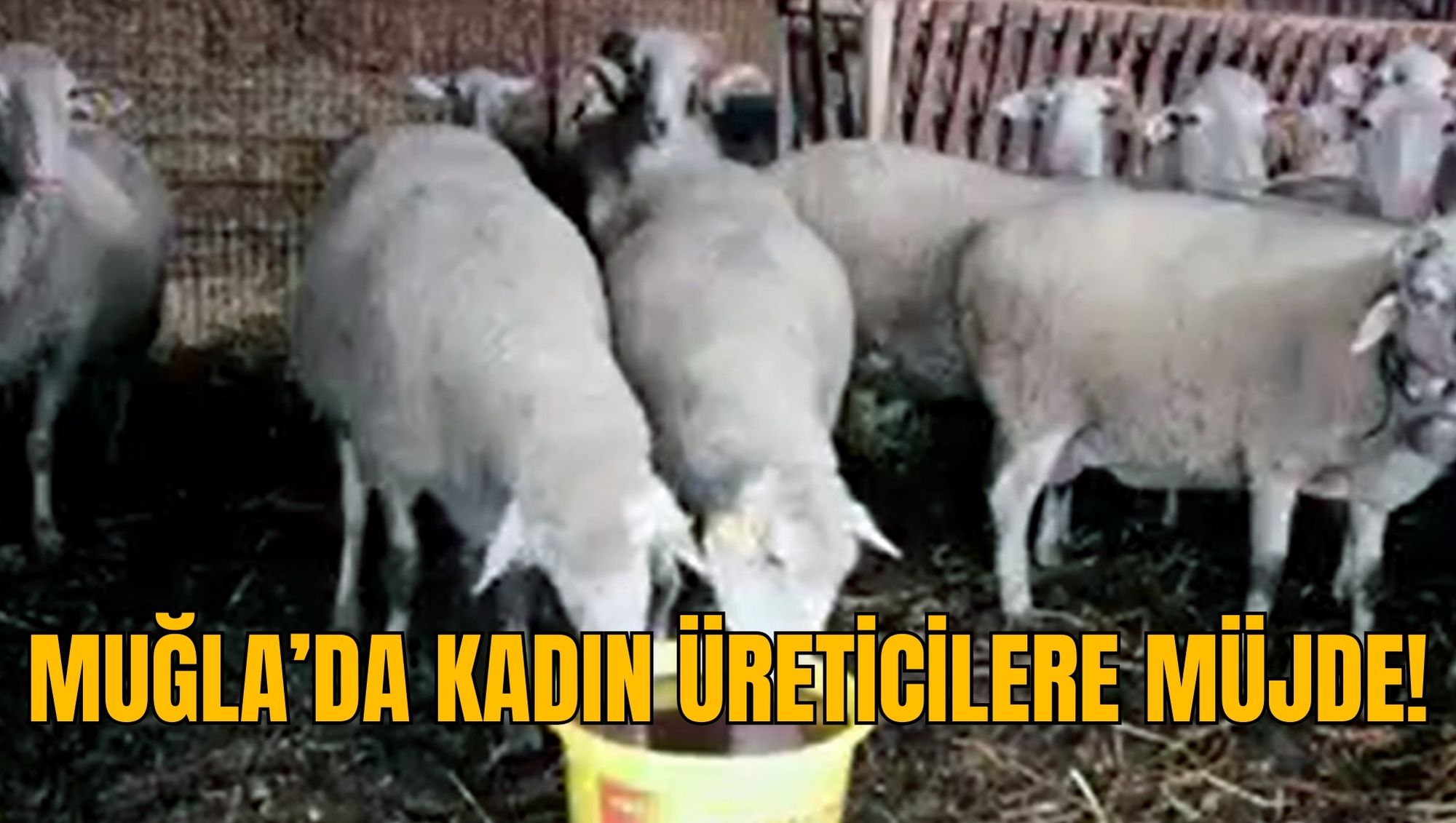 MUĞLA’DA KADIN ÜRETİCİLERE MÜJDE!