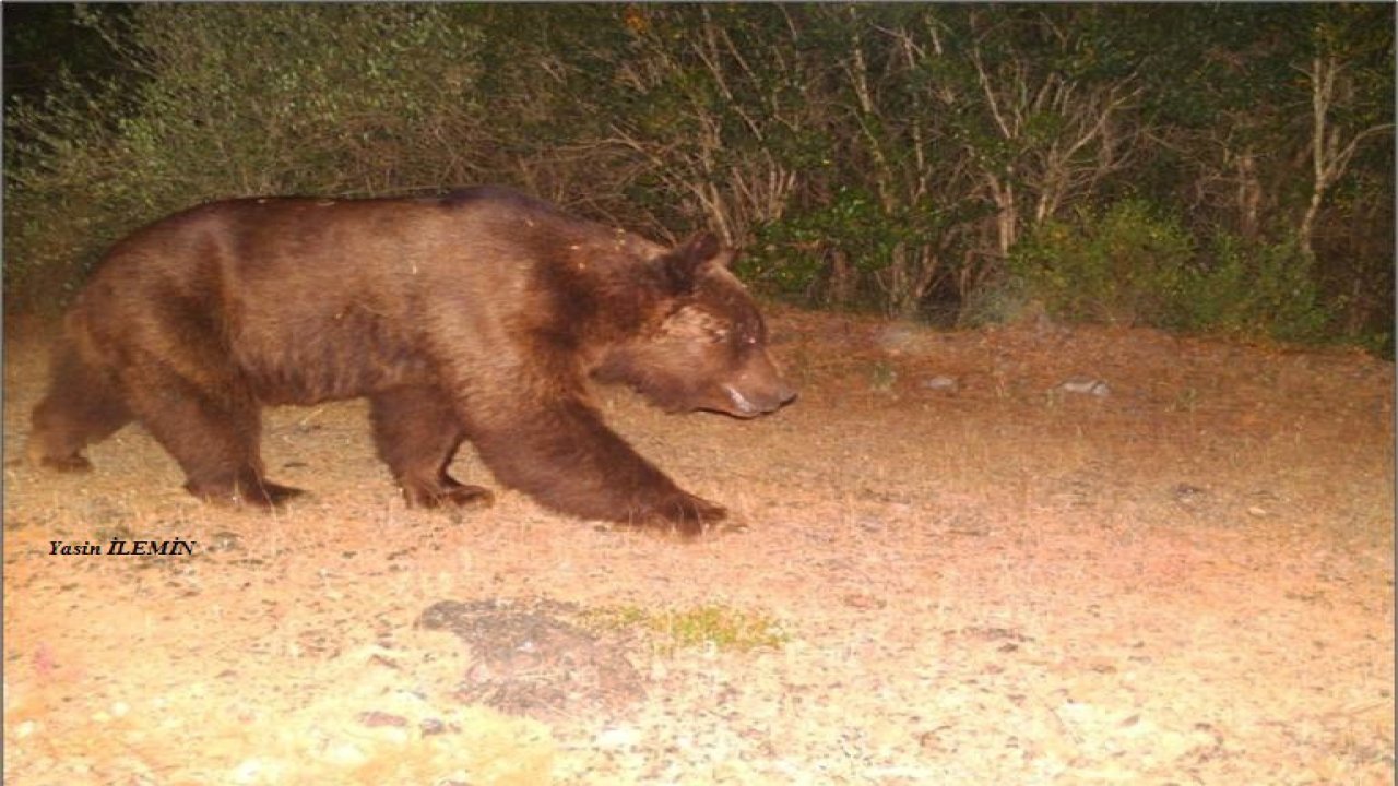 Anadolu Parsı olduğu düşünülen ayak izleri boz ayının çıktı