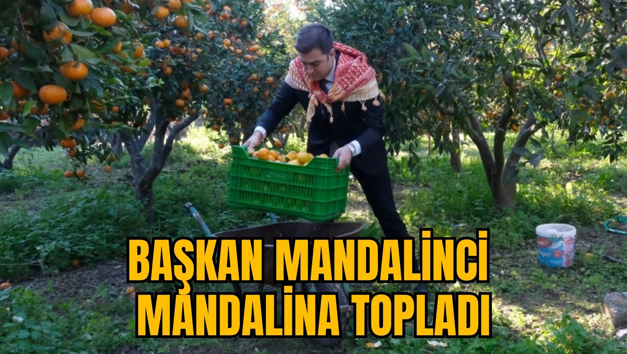 BAŞKAN MANDALİNCİ MANDALİNA TOPLADI