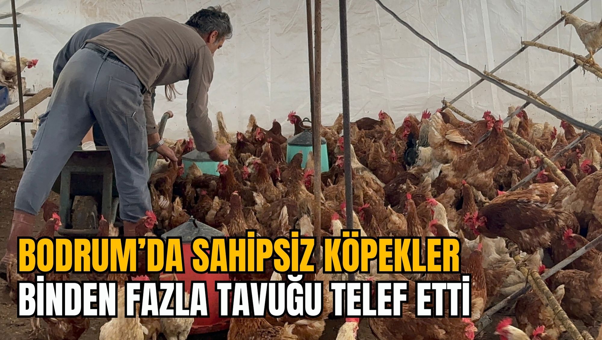 BODRUM’DA SAHİPSİZ KÖPEKLER BİNDEN FAZLA TAVUĞU TELEF ETTİ