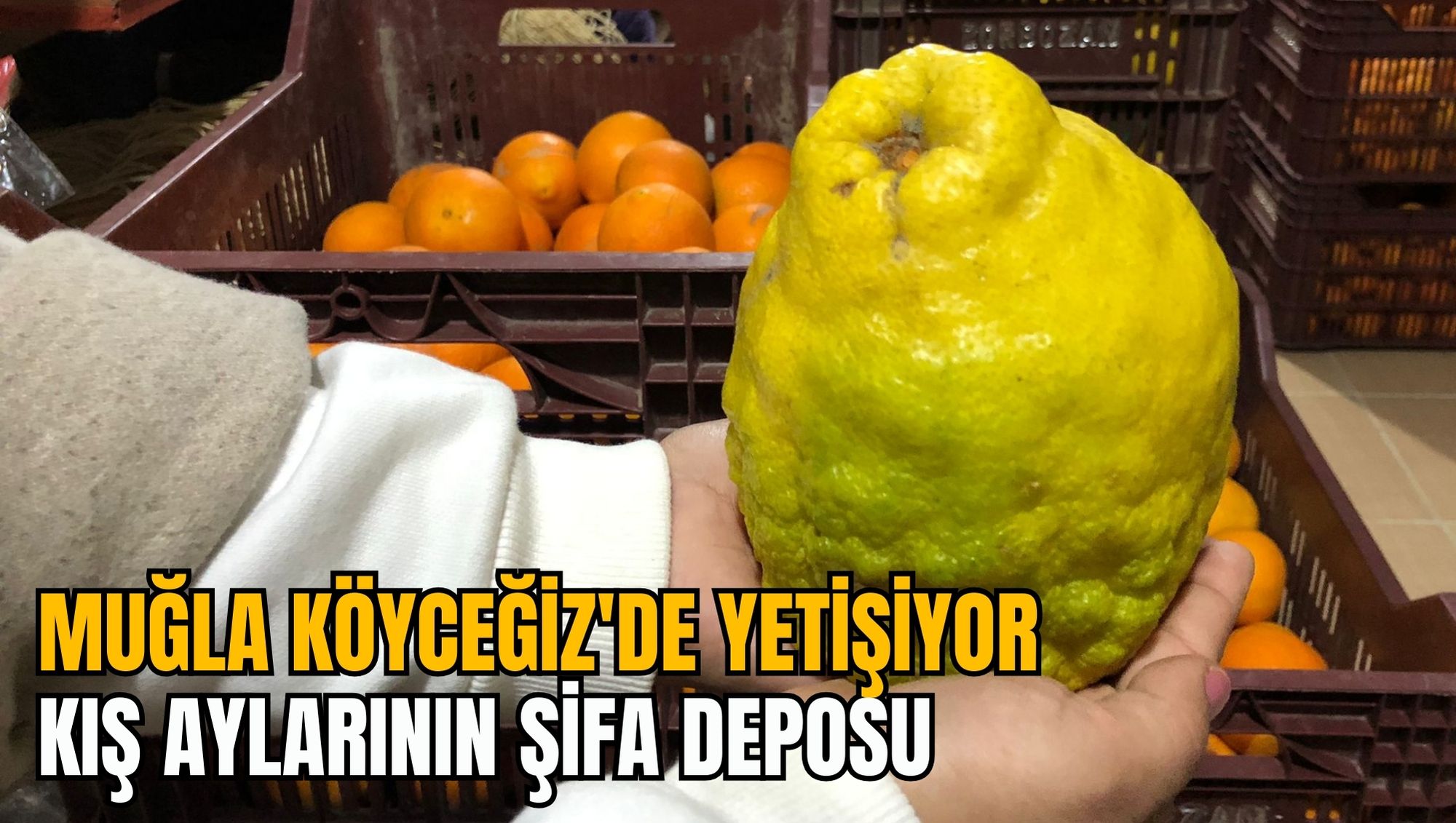 MUĞLA KÖYCEĞİZ'DE YETİŞİYOR: KIŞ AYLARININ ŞİFA DEPOSU