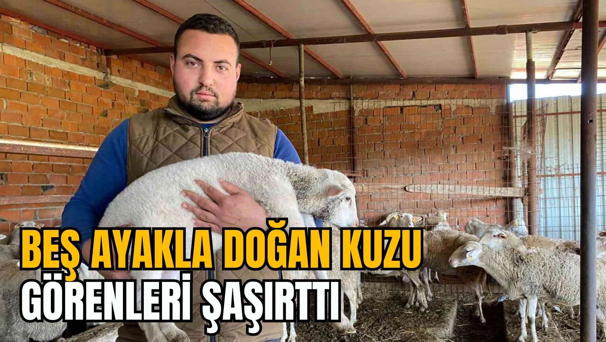 BEŞ AYAKLA DOĞAN KUZU GÖRENLERİ ŞAŞIRTTI